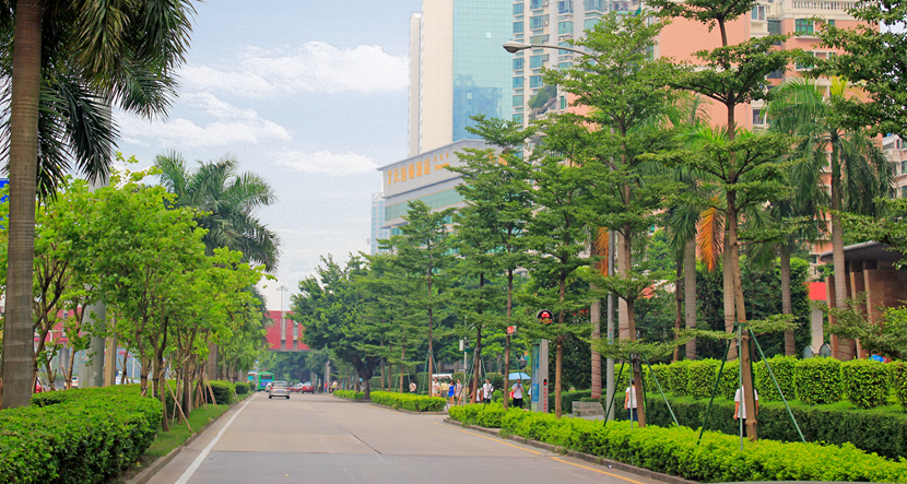 深圳·福田滨河路绿化景观改造工程